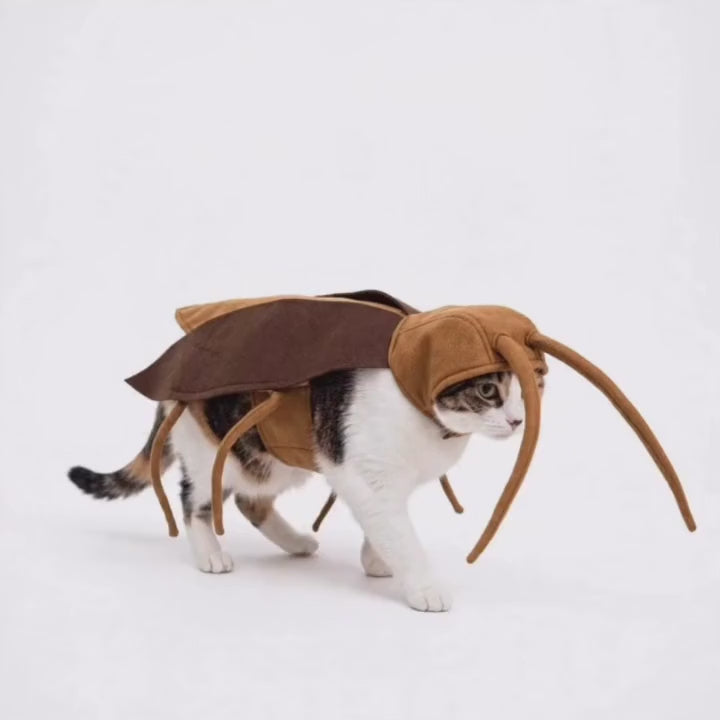 hover video - cat in cockroach costume