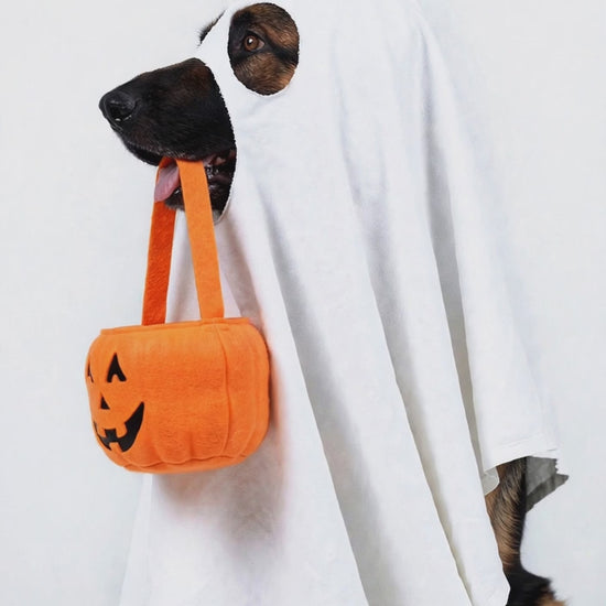 hover video - dog in ghost costume