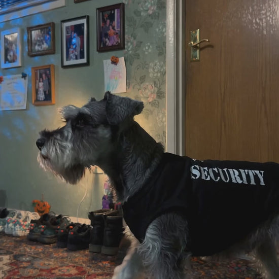 Dog wearing the security Halloween shirt
